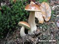 Boletus edulis-amf371-1